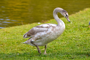 Cygne sur l'herbe