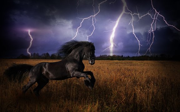 Black Horse Jump In The Storm Fields