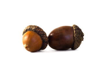 Acorn