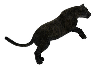 Big Cat Black Panther