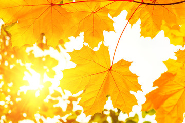 Naklejka na ściany i meble autumn yellow maple leaves