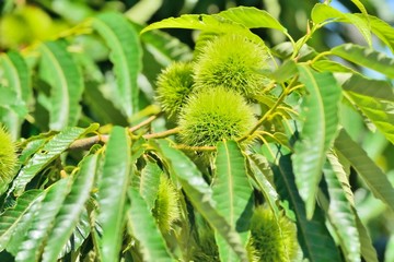 実の付く栗の木