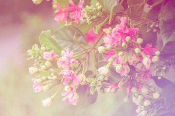 Blur Floral background gradient