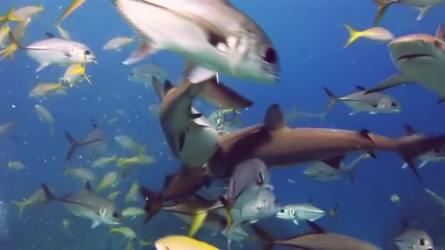 Show - feeding of sharks. Bahamas. Divers in pack of sharks whom feed in the face of the amazed people.  Underwater world of the Bahamas. Passing over a coral reef. Silvery fishes round a reef.