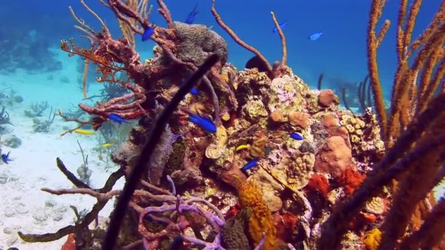 Underwater Bahamas. Blue fish. Underwater world of the Bahamas. Passing over a coral reef. Fan corals. Beautiful place and colors. Bahamas. School of fishes. Silvery fishes round a reef.