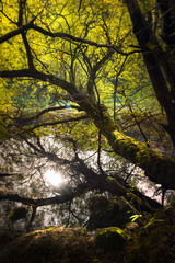 Obraz premium Herbstabend am See-Autumn at the lake 