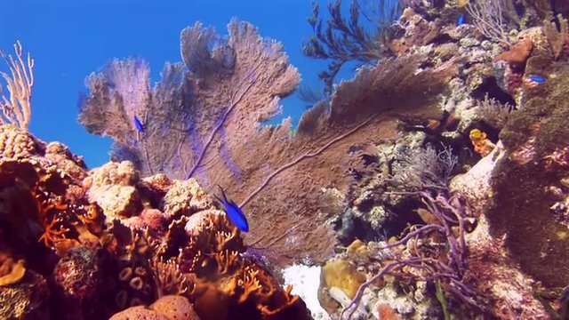 Underwater Bahamas. Blue fish. Underwater world of the Bahamas. Passing over a coral reef. Fan corals. Beautiful place and colors. Bahamas. School of fishes. Silvery fishes round a reef.