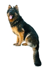 Fototapeta premium long haired german shepherd dog