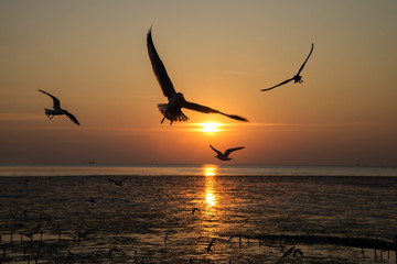 Fototapeta na wymiar Bird flying silhouette on sunset background