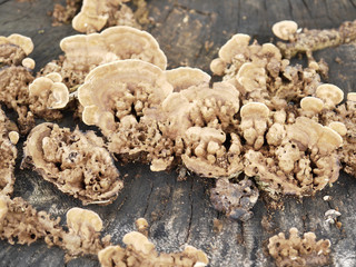closeup Mushrooms on a tree stump in the forest