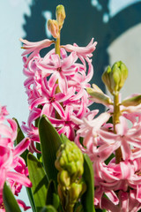 Hyacinth - 94584727