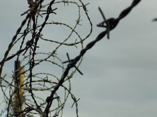 Barbed wire