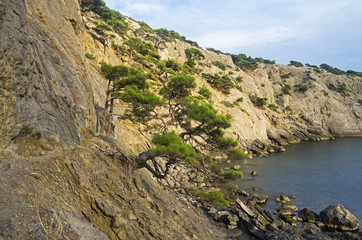 Relic pine trees on the seashore. Crimea.