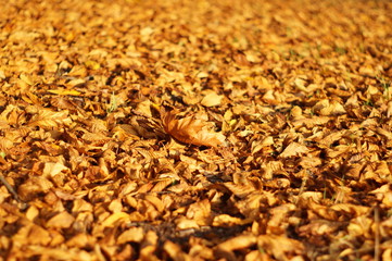 Laub Gold