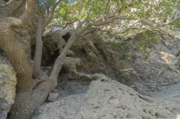 Fossilized coral deposits.