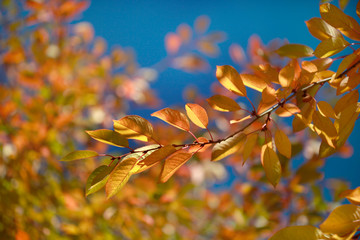 color fall leaves