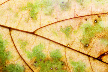 Natural macro view maple leaf. textures and pattern 