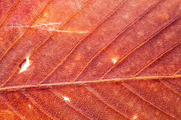 Natural texture colorful, dry, red leaf. macro view