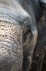close up portrait of a elephant