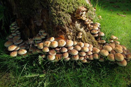 Famille de champignons