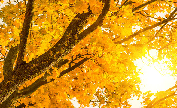 Autumn Yellow Maple Leaves