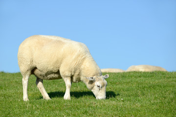 Schafe auf dem Deich