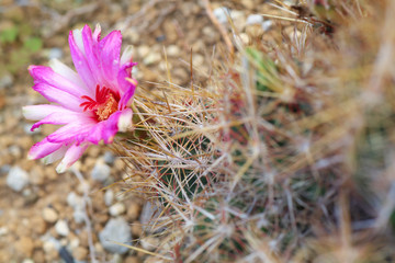 サボテンのお花