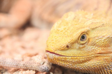 Central bearded dragon