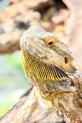 Central bearded dragon