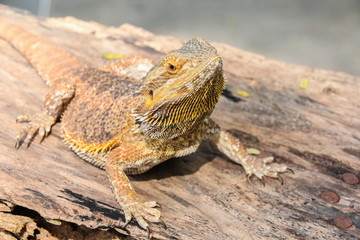 Central bearded dragon