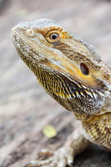 Central bearded dragon