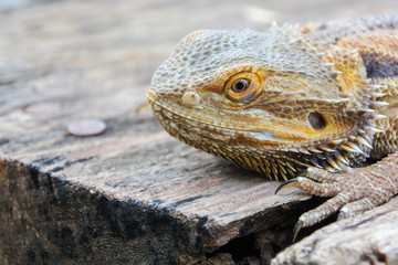 Central bearded dragon