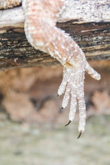 Leg of Central bearded dragon
