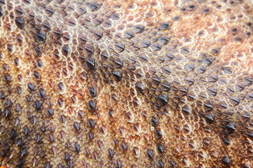 Skin texture of Central bearded dragon