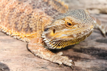 Central bearded dragon