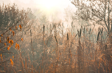 reeds in the marsh early morning autumn