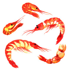 collection of shrimps, set isolatet, watercolor on white 