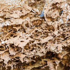 Paper eaten by termite