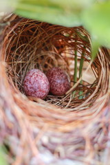 Eggs of streak-eared Bulbul bird on nest