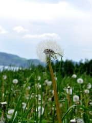 Fototapeta na wymiar Meadow with dandelion seeds
