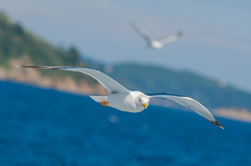 Seagulls flying among blue sky