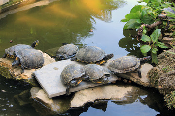 Tortue de Californie