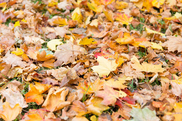 close up of fallen maple leaves on grass