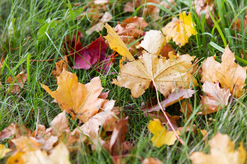 close up of fallen maple leaves on grass