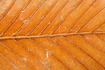 Colorful dry leaf closeup