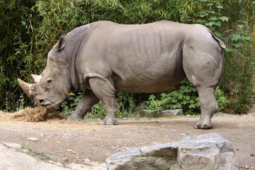 Fototapeta premium Breitmaulnashorn