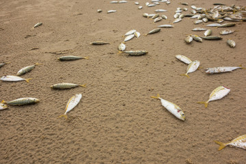 Fish dead on the beach by pollution