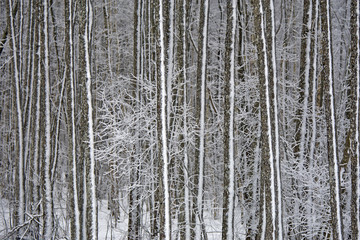 Fototapeta premium Winter in forest.