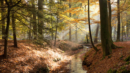 Fototapeta premium Autumn forest