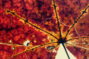 Macro view autumn red maple  leaf